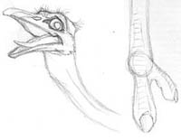 Pencil sketches of an ostrich's open-beaked head and of its foot