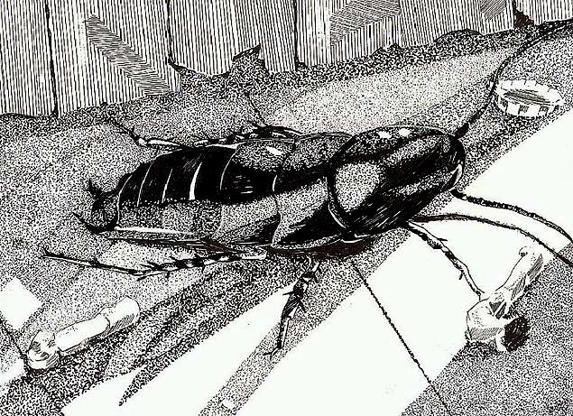Detailed ink drawing of a large cockroach crawling across a floor