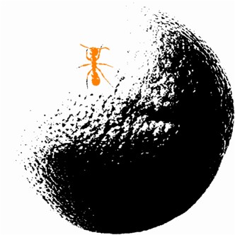 High-contrast black-and-white image of an orange's dimpled skin with a small orange ant climbing it