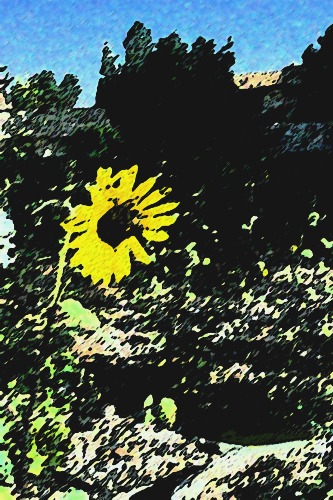 Stylized photo of a yellow sunflower against dark foliage and rocks