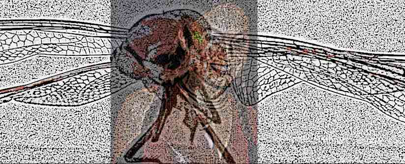 Textured collage of a large insect with veined wings spread across a sketched background